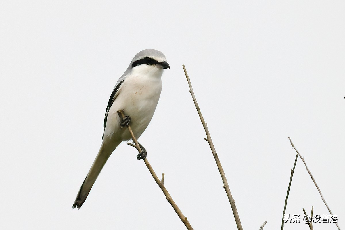 「10.13」北京沙河观鸟日记：收获长尾山椒鸟与中华攀雀