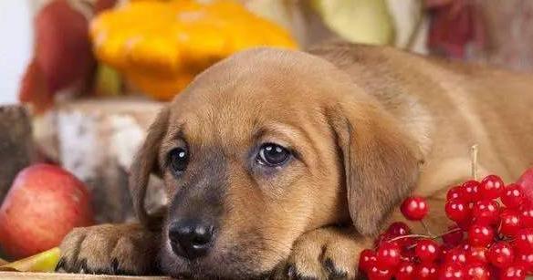 养狗必备大全,养狗宝典10天养成狗狗好习惯