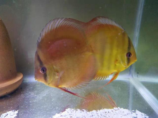 没有本事调理好鱼缸的水质，也不要把责任都推到硝化细菌的身上