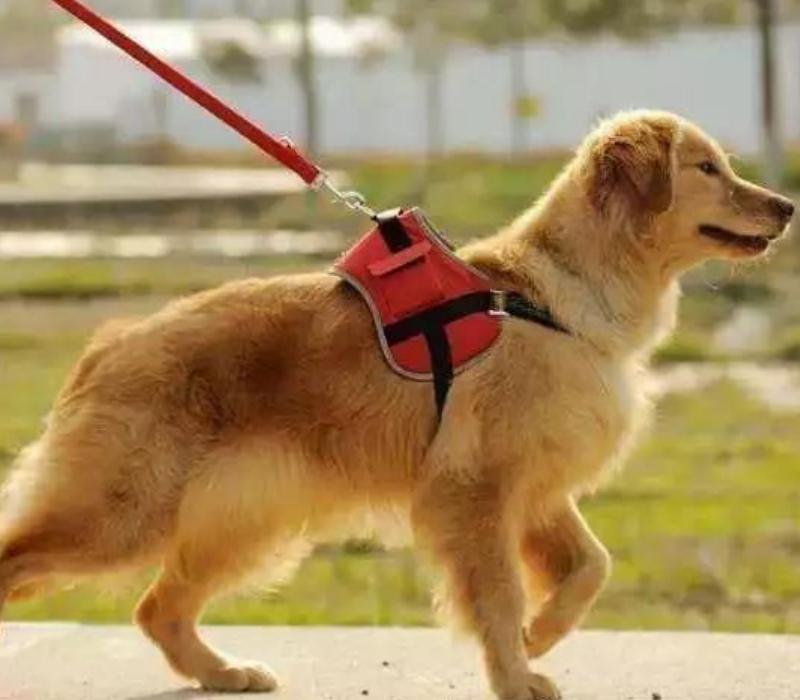 狗狗攻击自救的方法,狗狗老是攻击女主人