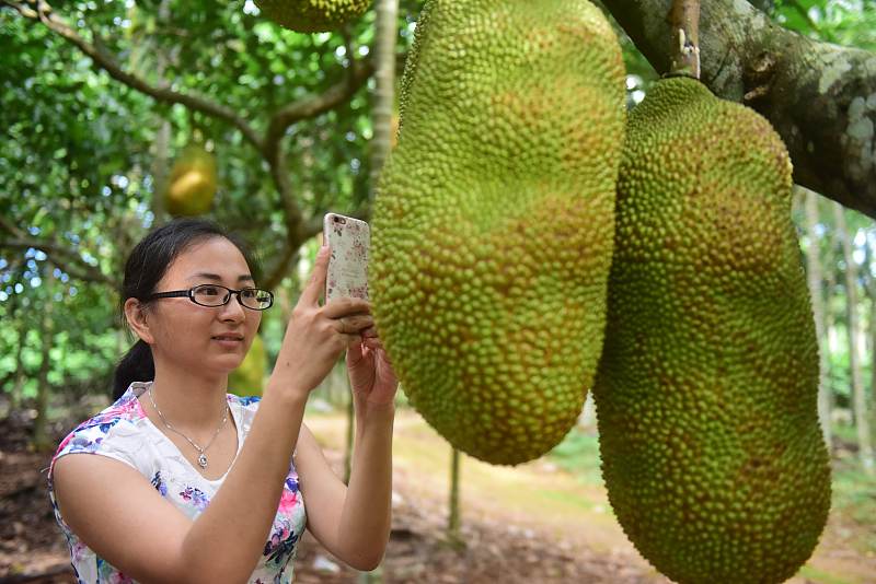 高产菠萝蜜树,菠萝蜜树长到多少米可以结果