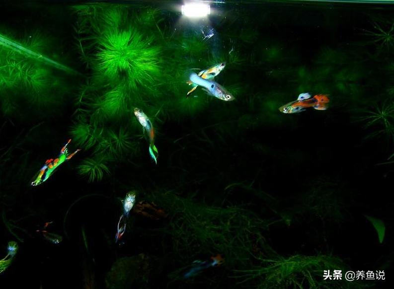 孔雀鱼不能养吗,孔雀鱼不能养水草缸里是真的吗