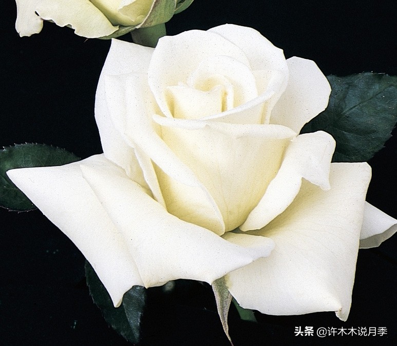 大花月季名贵月季十大品种,月季大花浓香好养的品种