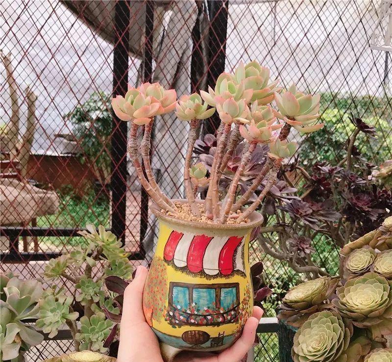 养了8年的“老桩”，价值2000块，这样的碧桃多肉，你舍得买吗？