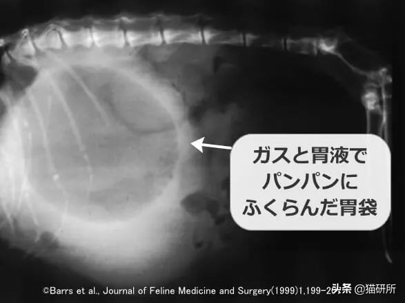 猫咪每天都要舔我脸,猫咪每天要舔自己800次