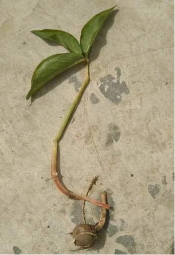 半夏细菌性软腐病,半夏如何处方