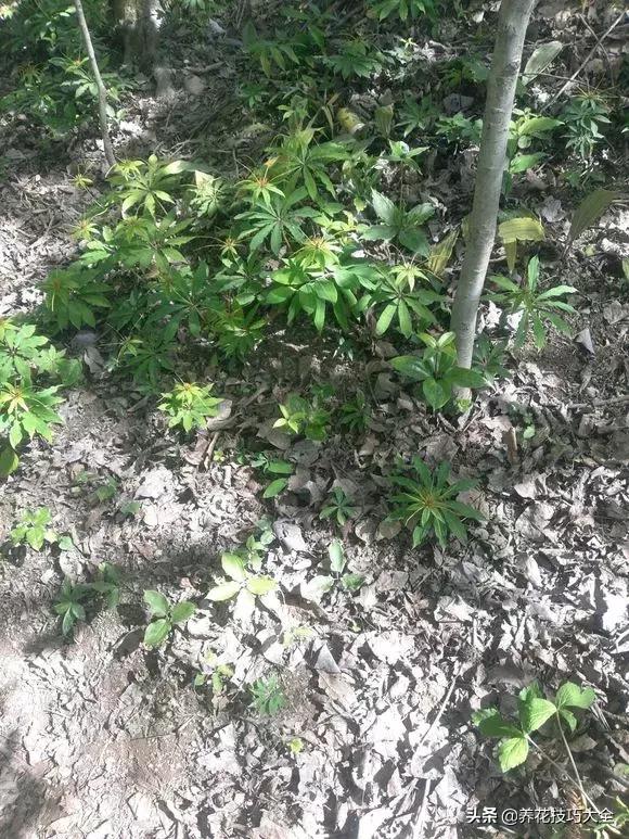 七叶一枝花民间传说,农村野生七叶一枝花