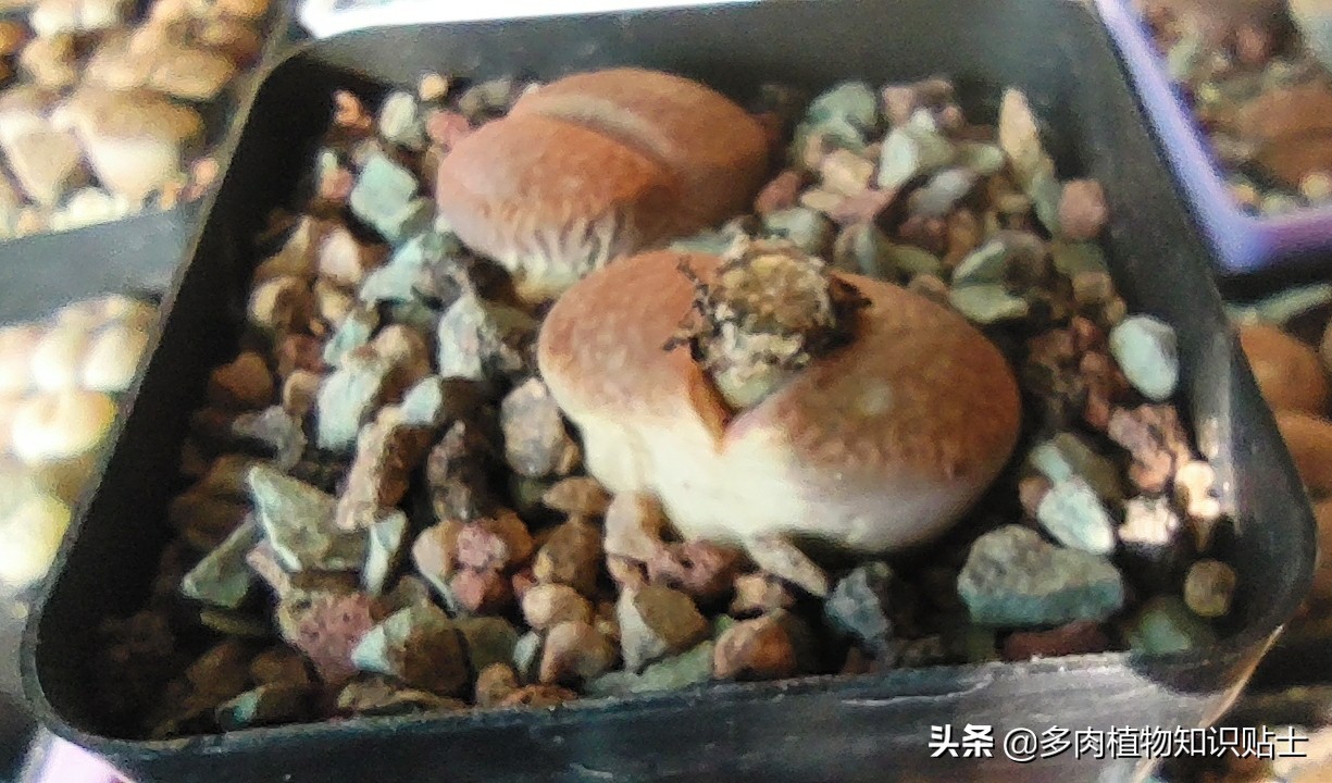 冬天生石花怎么养,冬天怎么养生石花