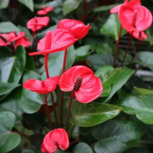 红掌枯萎还会长新叶吗,红掌黄叶腐烂枯萎怎么补救