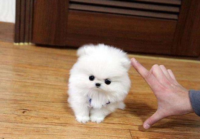 怎么辨别是长毛柯基还是短毛柯基,如何判断柯基犬是纯种