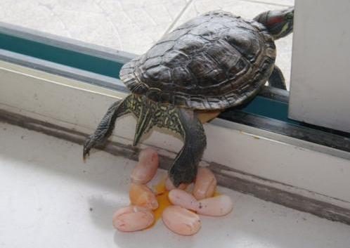 家里养的乌龟下蛋了结果给他吃了,家里乌龟下蛋了蛋应该怎么处理