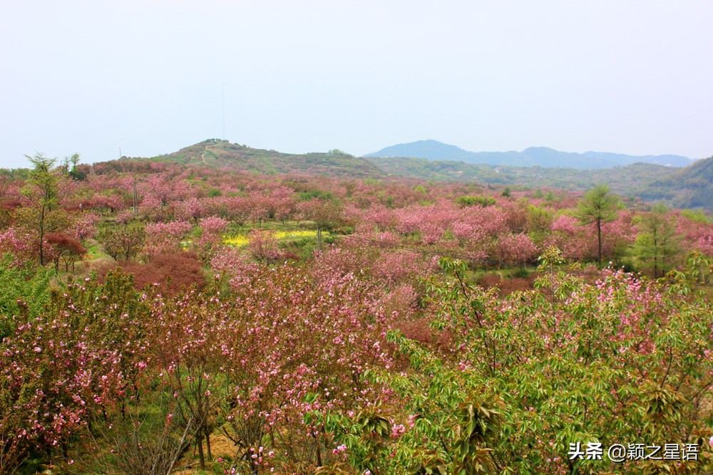 十里樱花十里尘,十五个赏樱地,赴一场樱花之恋