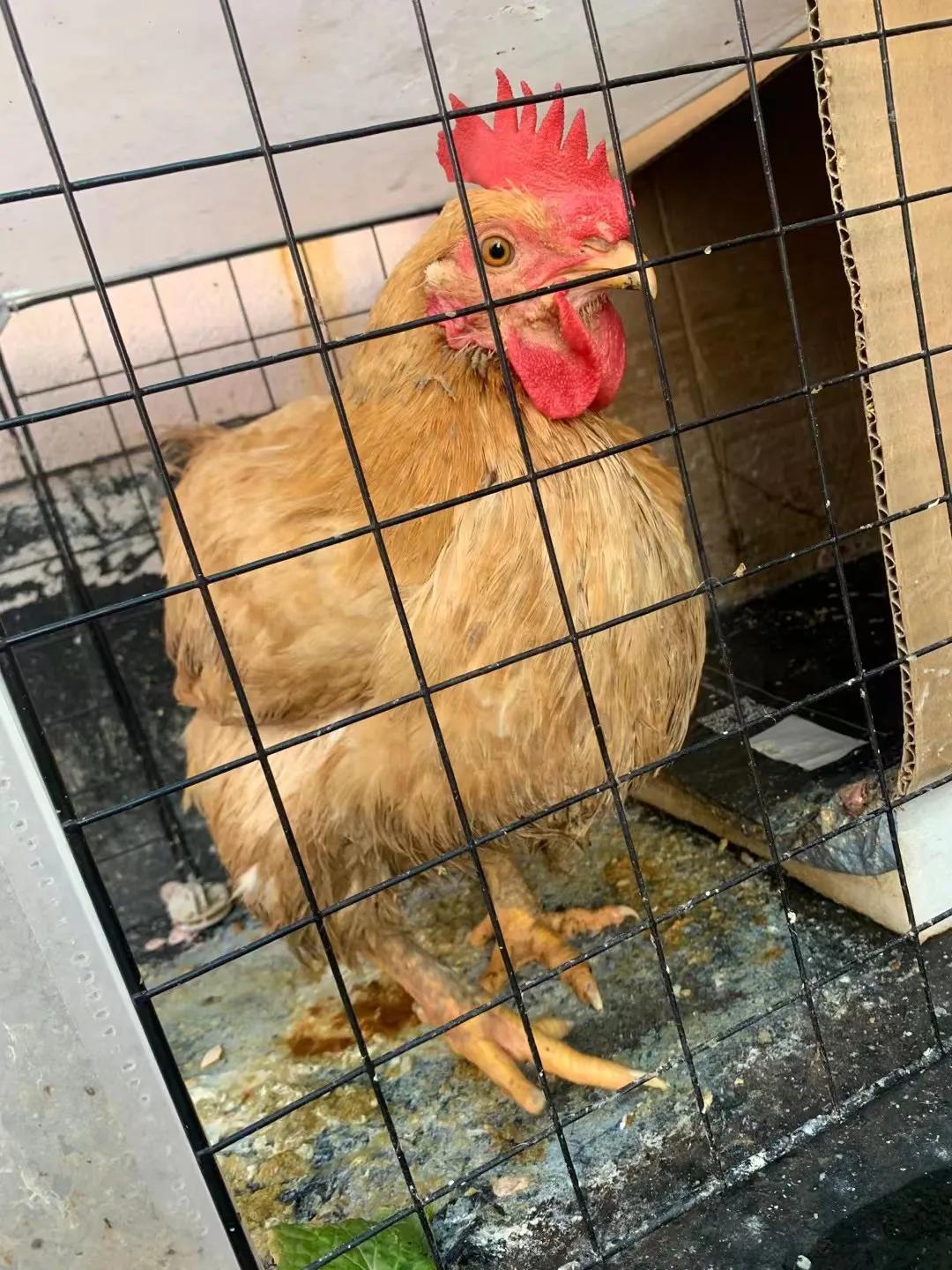 上海吃毛鸡蛋,吃毛蛋吃出活鸡