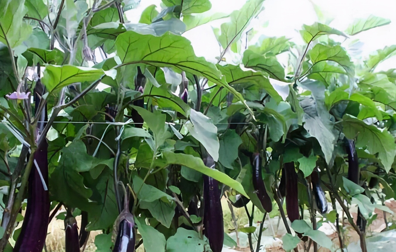 茄子长在树上腐烂了是什么毛病,茄子秧苗根腐病怎么治