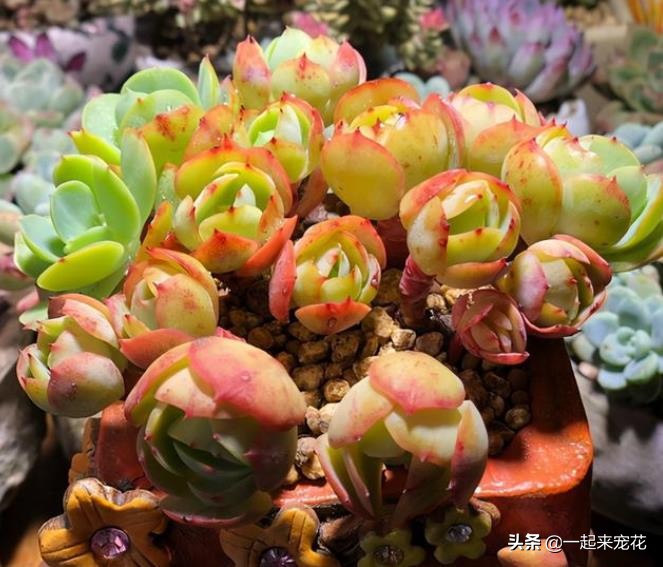 多肉碧桃叶子有黑边,碧桃多肉叶子化水怎么办