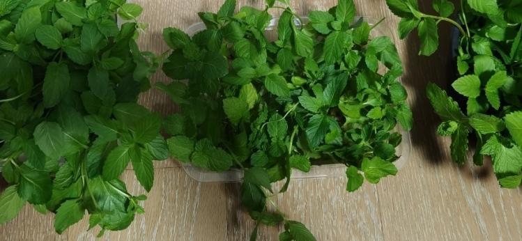 室外下水道反臭味解决办法,屋内下水道返水味怎样消除