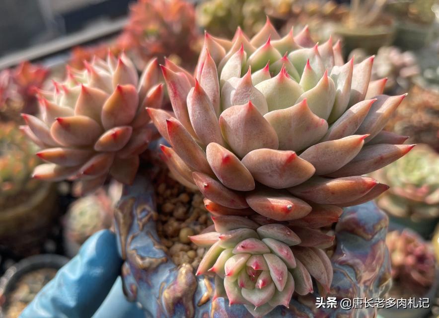 如何用泡沫箱养多肉,泡沫箱种多肉下面需要打洞吗