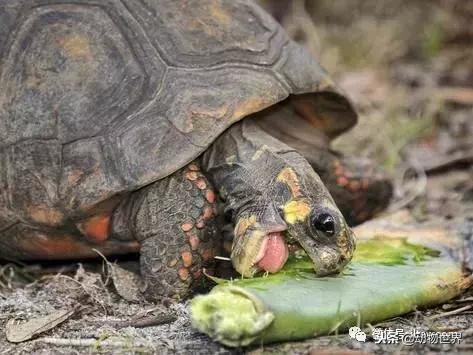 红腿象龟新手入门教程,黄腿象龟