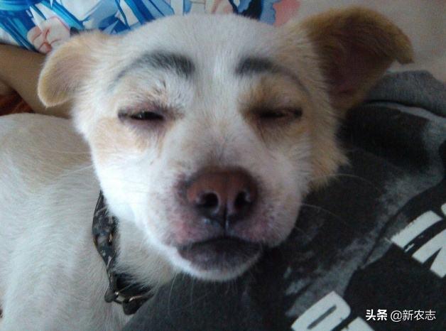 土狗死前为什么离开主人家,老狗为什么会离家