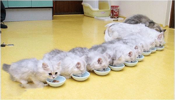 体型小的猫怀孕期间要注意什么,猫长胖只长肚子怎么办