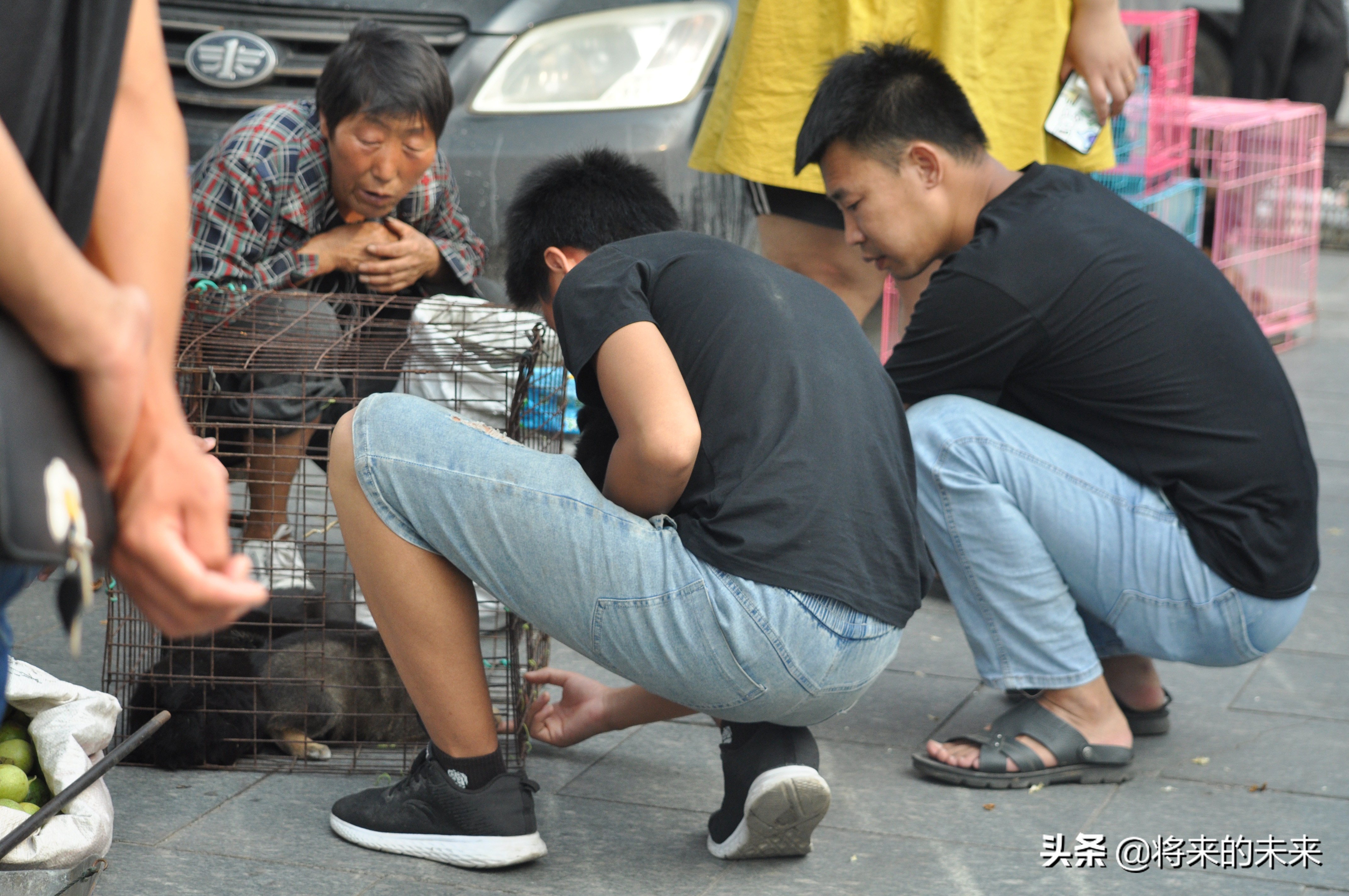 宠物市场买到假狗,去宠物市场淘狗多少钱