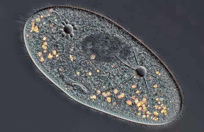 游泳蛙游泳技巧,动物是怎么游泳的