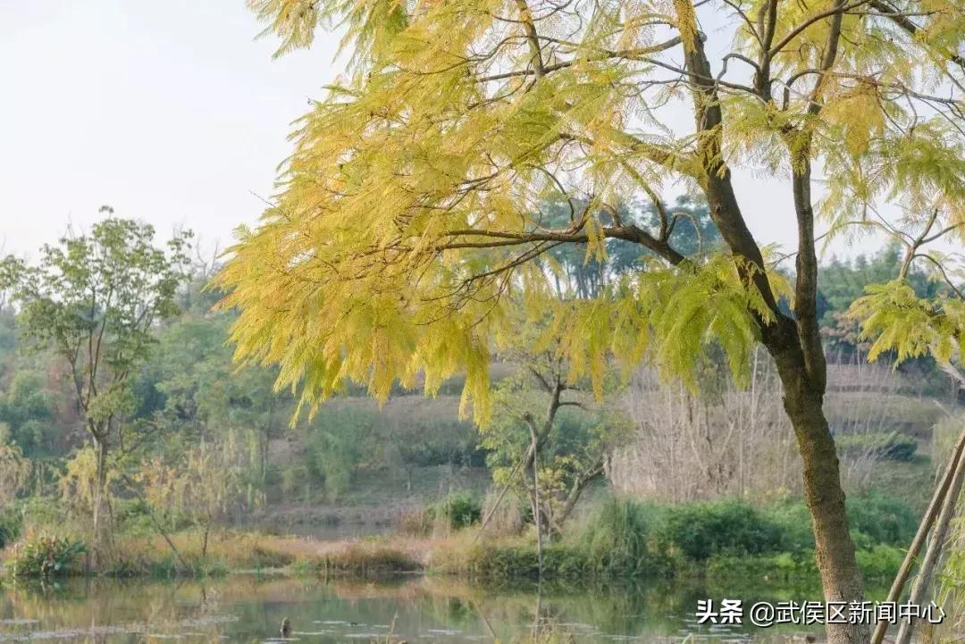 成都旅游景点免费门票,成都周边好玩的地方景点免费