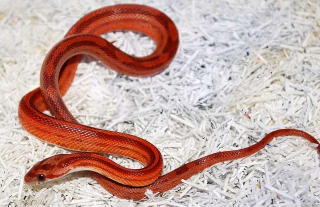 会自己断尾巴的蛇,会捆绑的蛇