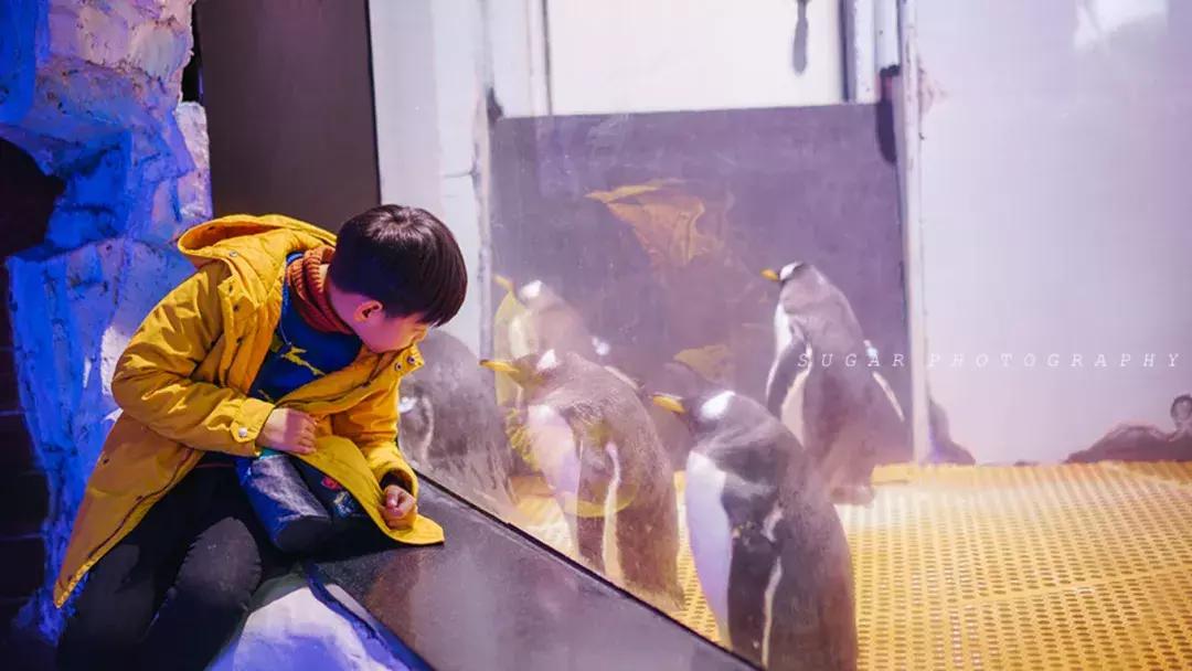 「亲子游」与万千海洋动物一起，夜宿探索极地海洋之美