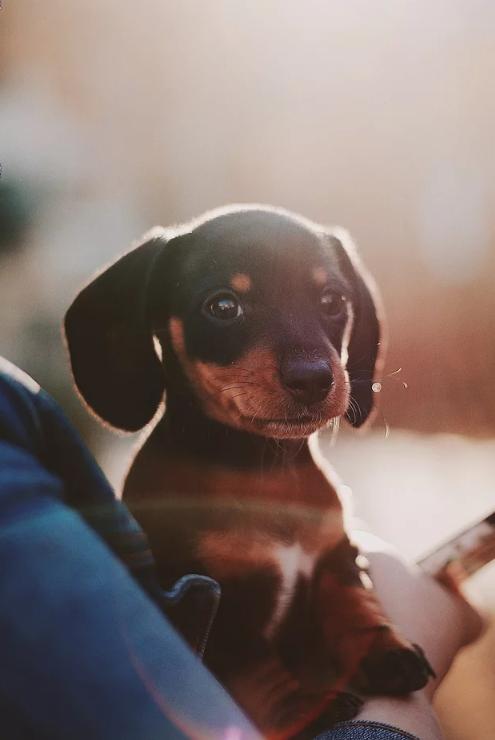 最高惩罚2万元，谁在威胁你的「养宠权」