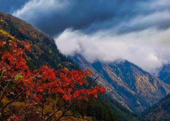 春天重庆区县景点,重庆网红景点区县