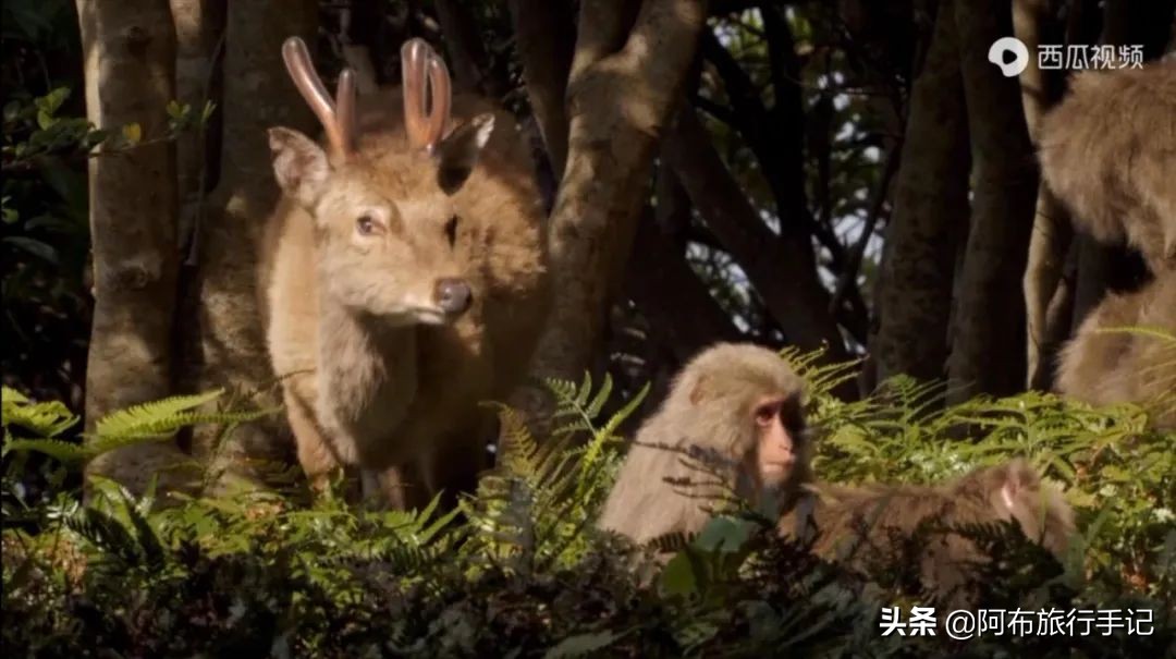 豆瓣9.1分看哭百万人,豆瓣评分9.0却很少有人看懂