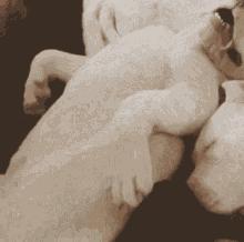 小猫和人一起睡觉有哪些危害,猫跟人一起睡会被压死吗