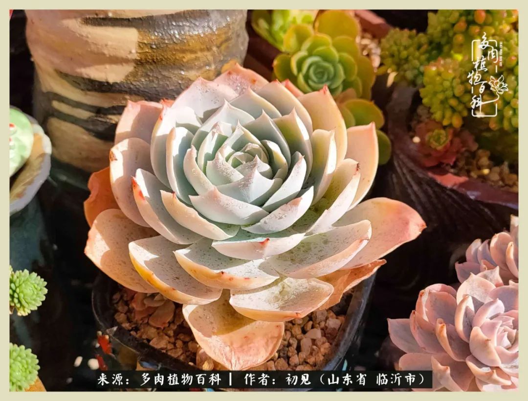 和多肉植物相伴,和多肉相处的心情