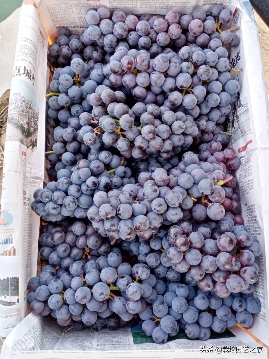 葡萄上色哪种最好,葡萄需要上色的有哪些品种