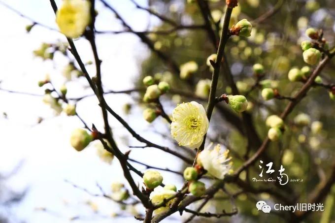 苏州旅游值得去的景点,去苏州旅游攻略最好的景点