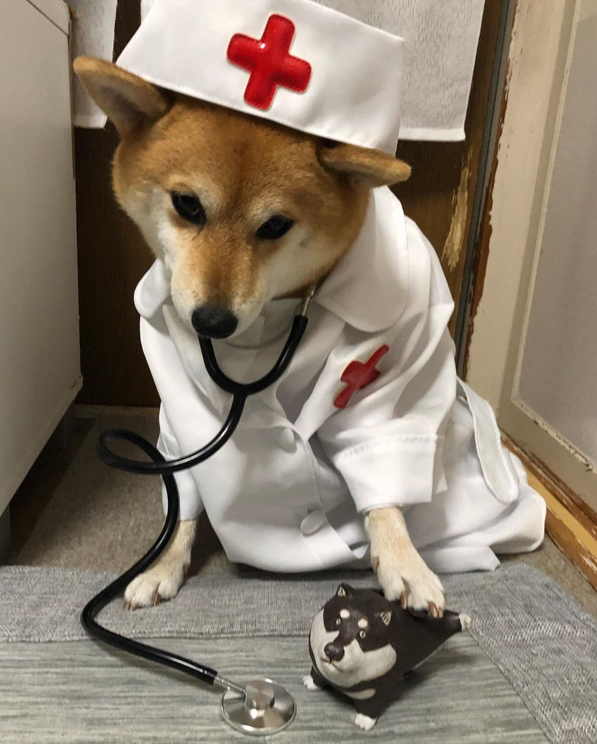 被砖头压住了!影帝柴犬超入戏25个连自己也骗倒的瞬间