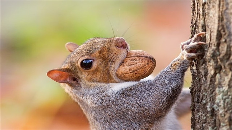 松鼠什么季节脱毛最好,松鼠脱毛