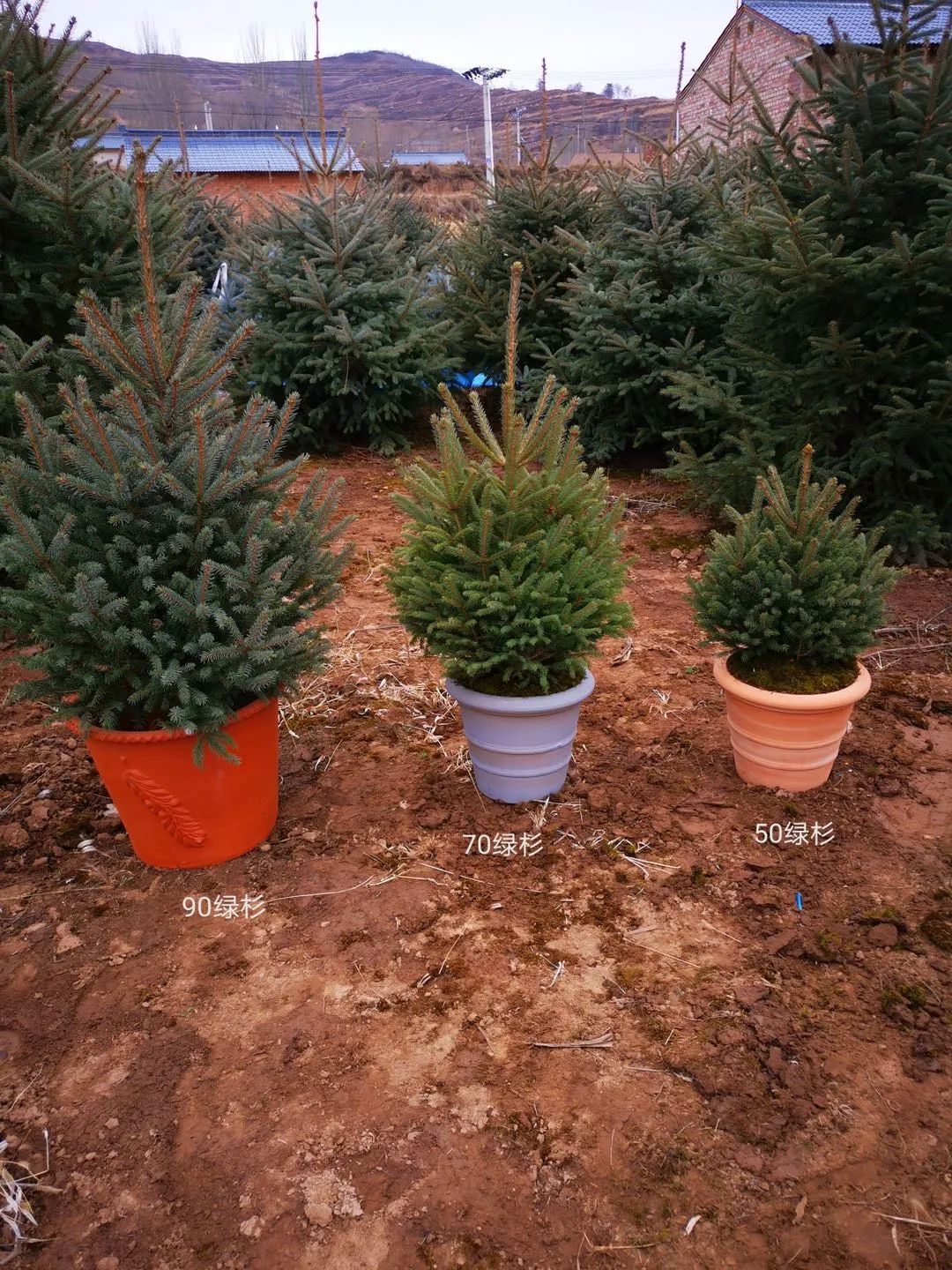 挪威云杉夏天怎么养,挪威云杉温和净肤