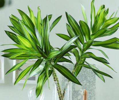 网购的植物好看又好养活的有哪些,网上买什么植物好看好养