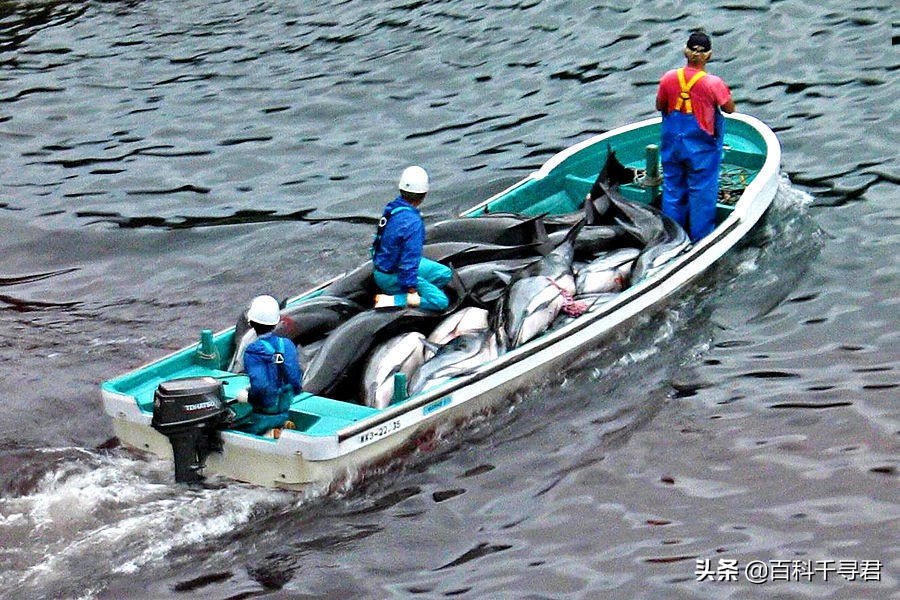 鲨鱼为什么不吃海豚的真实原因,鲨鱼为啥不吃海豚
