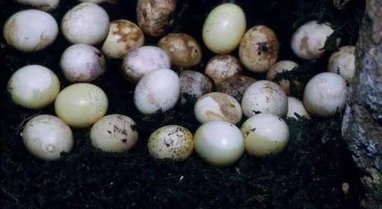 “偷渡”进来的大蜗牛，如今已在中国泛滥，广东人也无从下嘴