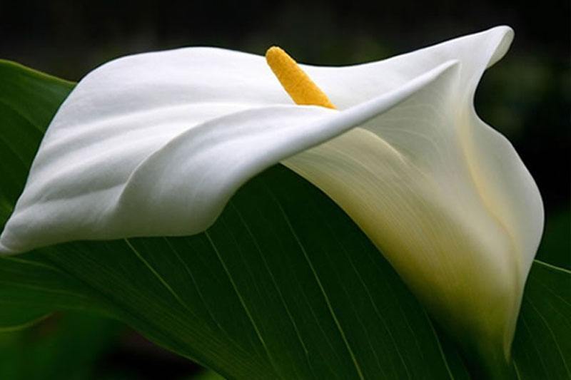 北方野外成簇的白色小野花,野外野花最好看的有哪些