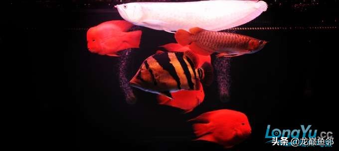 混养养殖大杂烩,鱼多种混养