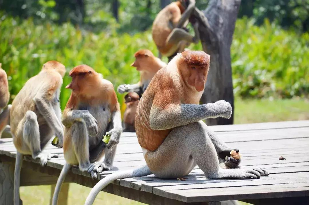 亲子游推荐之沙巴：赏夕阳看动物去潜水，探索“天堂”的魅力！