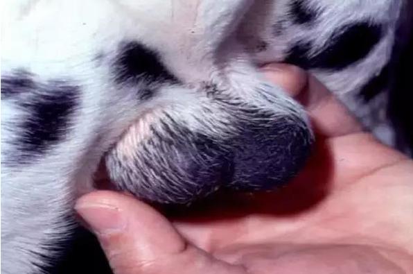 狗隐睾肿大变硬一定是癌症吗,隐睾恶性几率