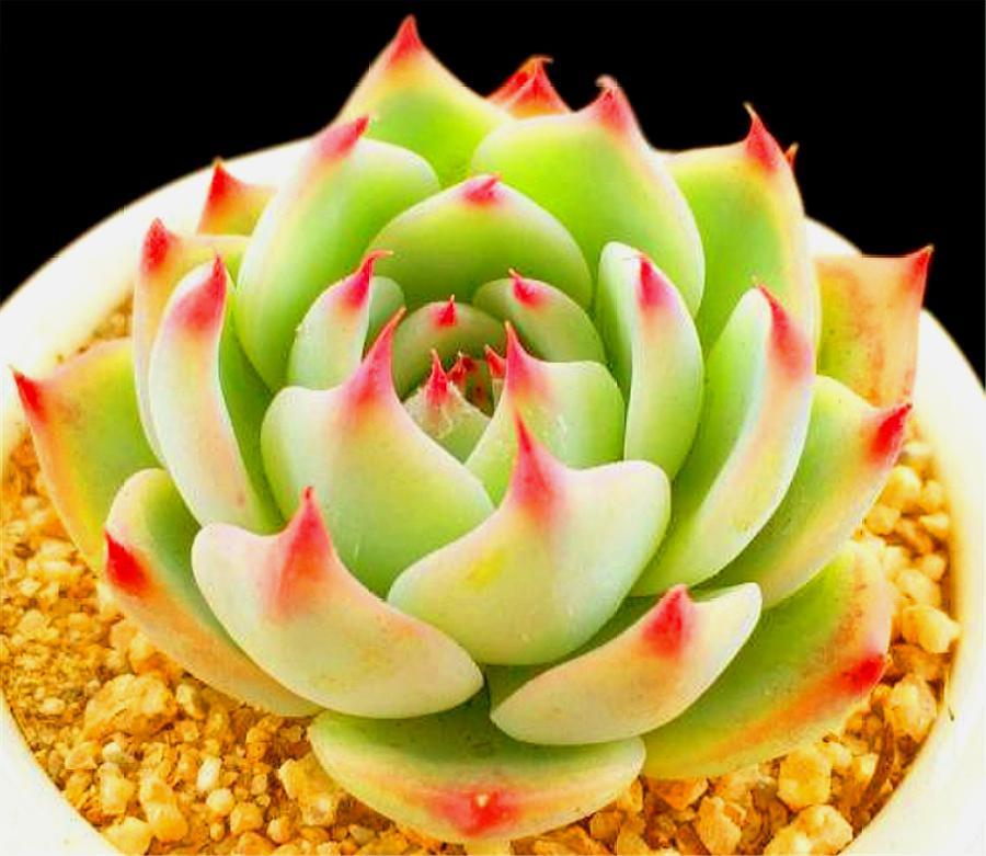 多肉吉娃娃摊大饼是怎么回事,多肉吉娃莲