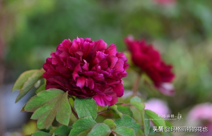 历史悠久的十大名花（海量美图），你选哪个做国花？