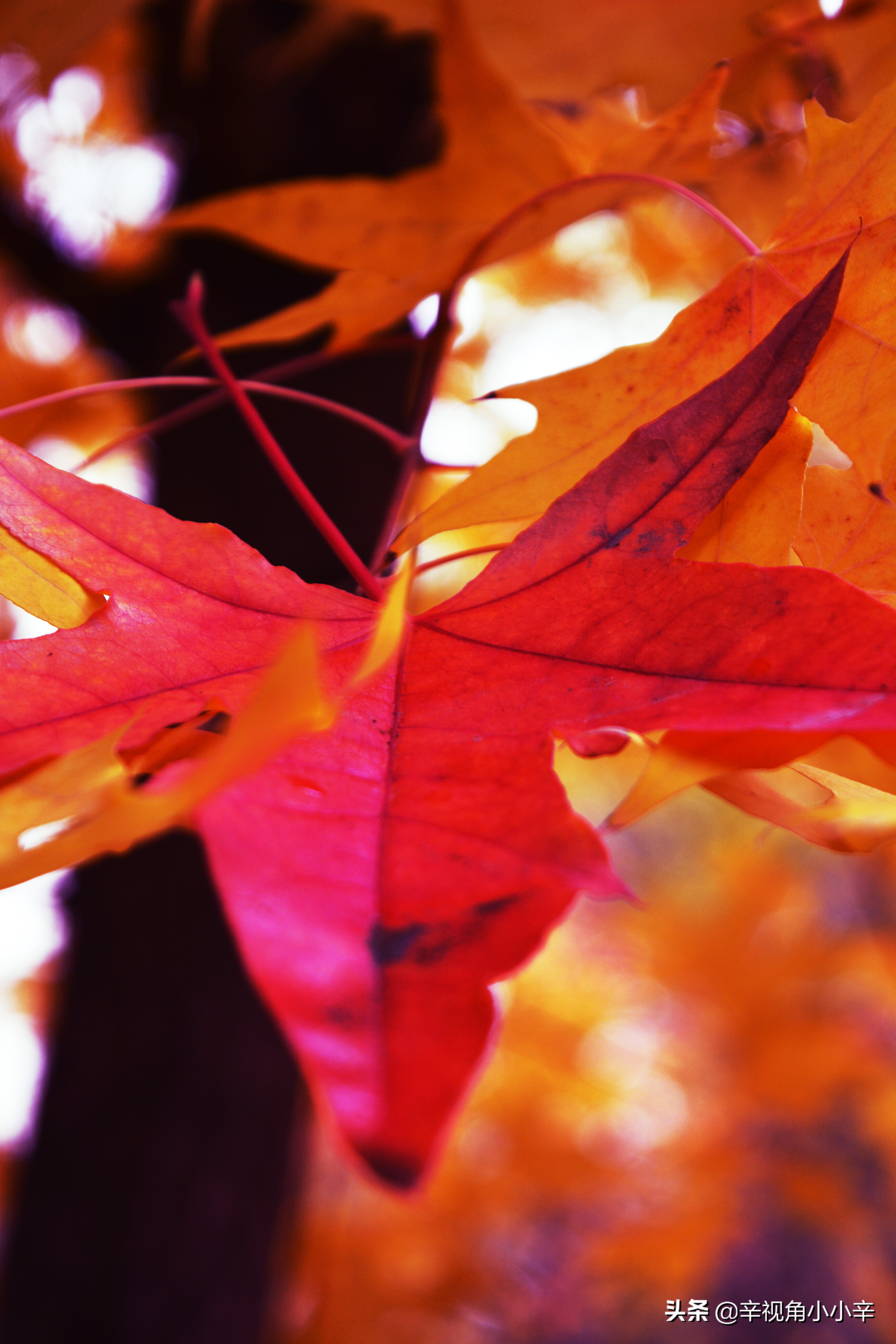 大望京公园红叶,红叶公园北京