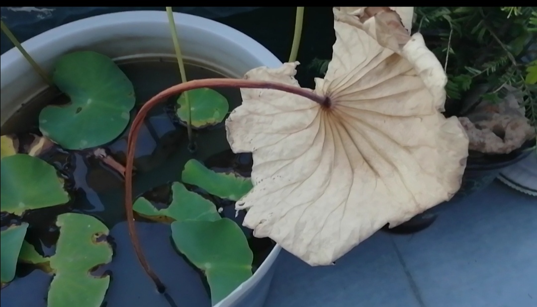 荷花进入休眠期要怎么办,荷花叶子容易干枯是什么问题